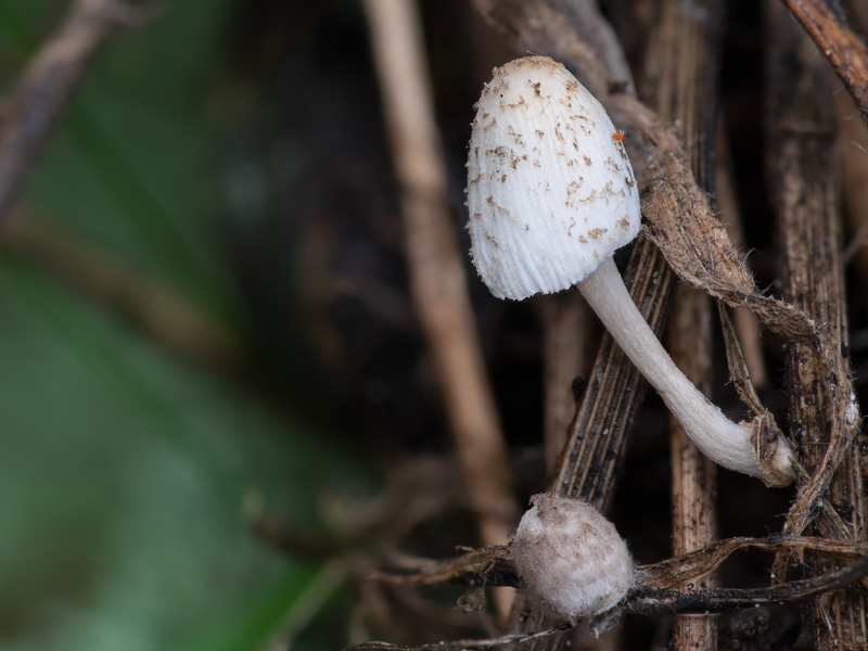 Coprinopsis friesii